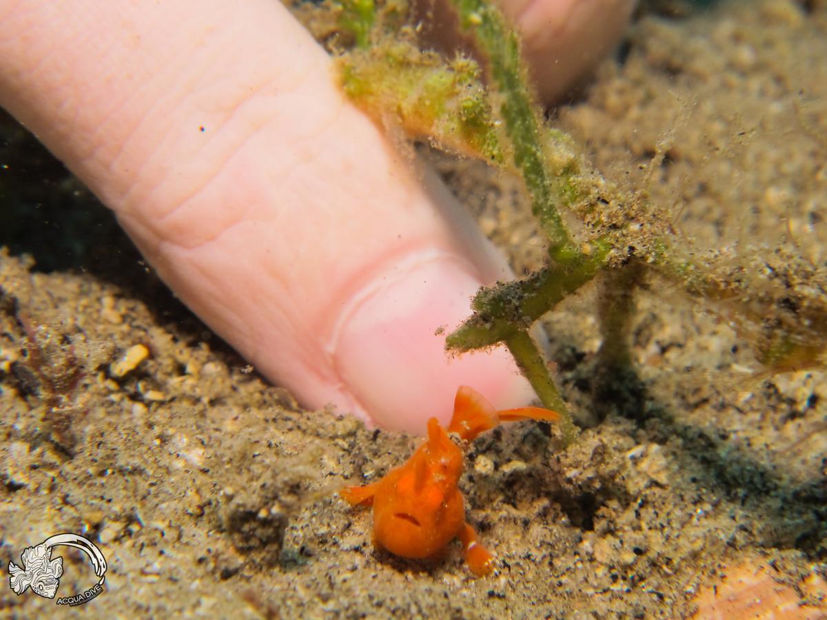 לינה וארוחת בוקר Zamboanguita  Acqua Dive מראה חיצוני תמונה