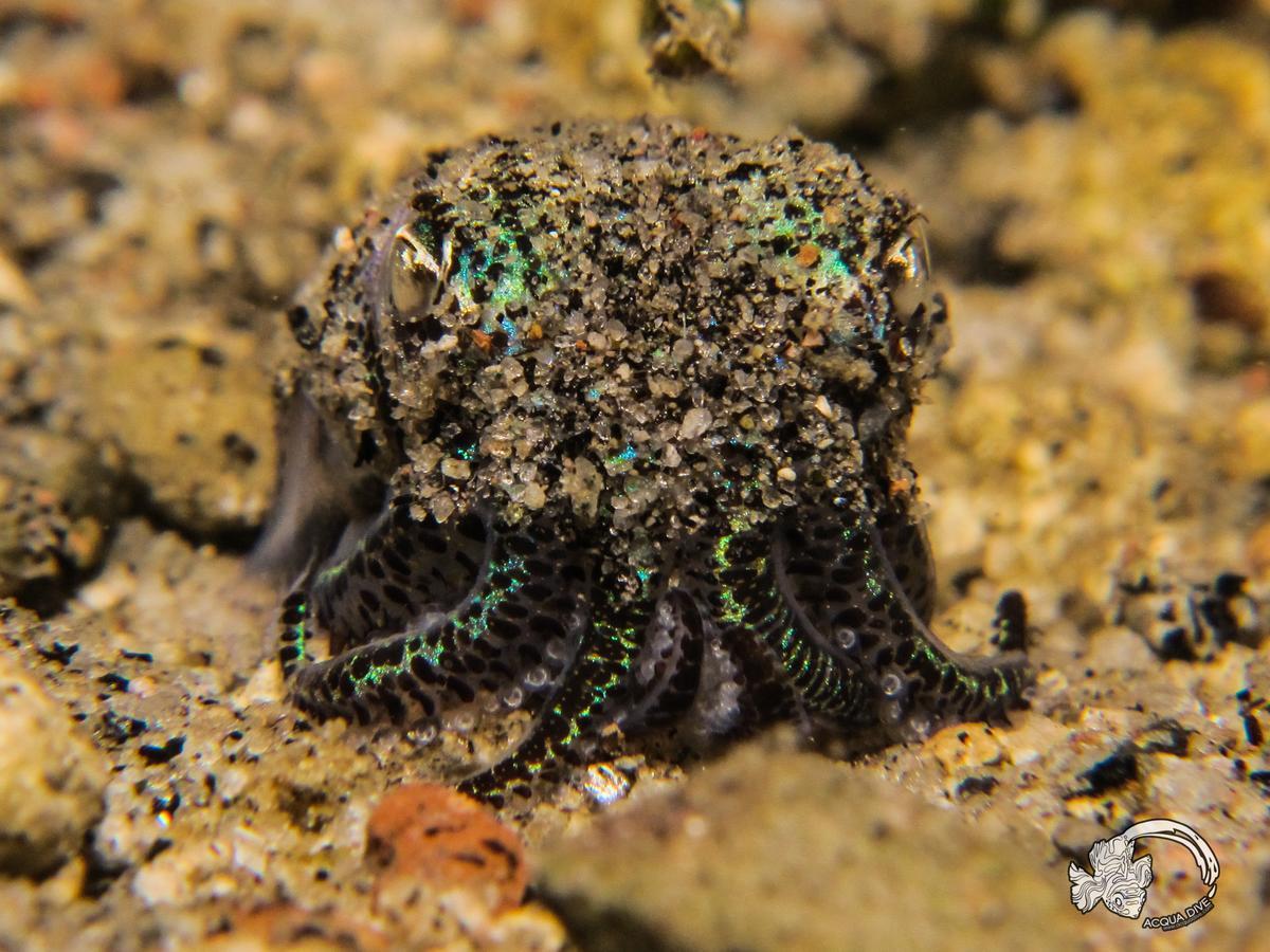 לינה וארוחת בוקר Zamboanguita  Acqua Dive מראה חיצוני תמונה