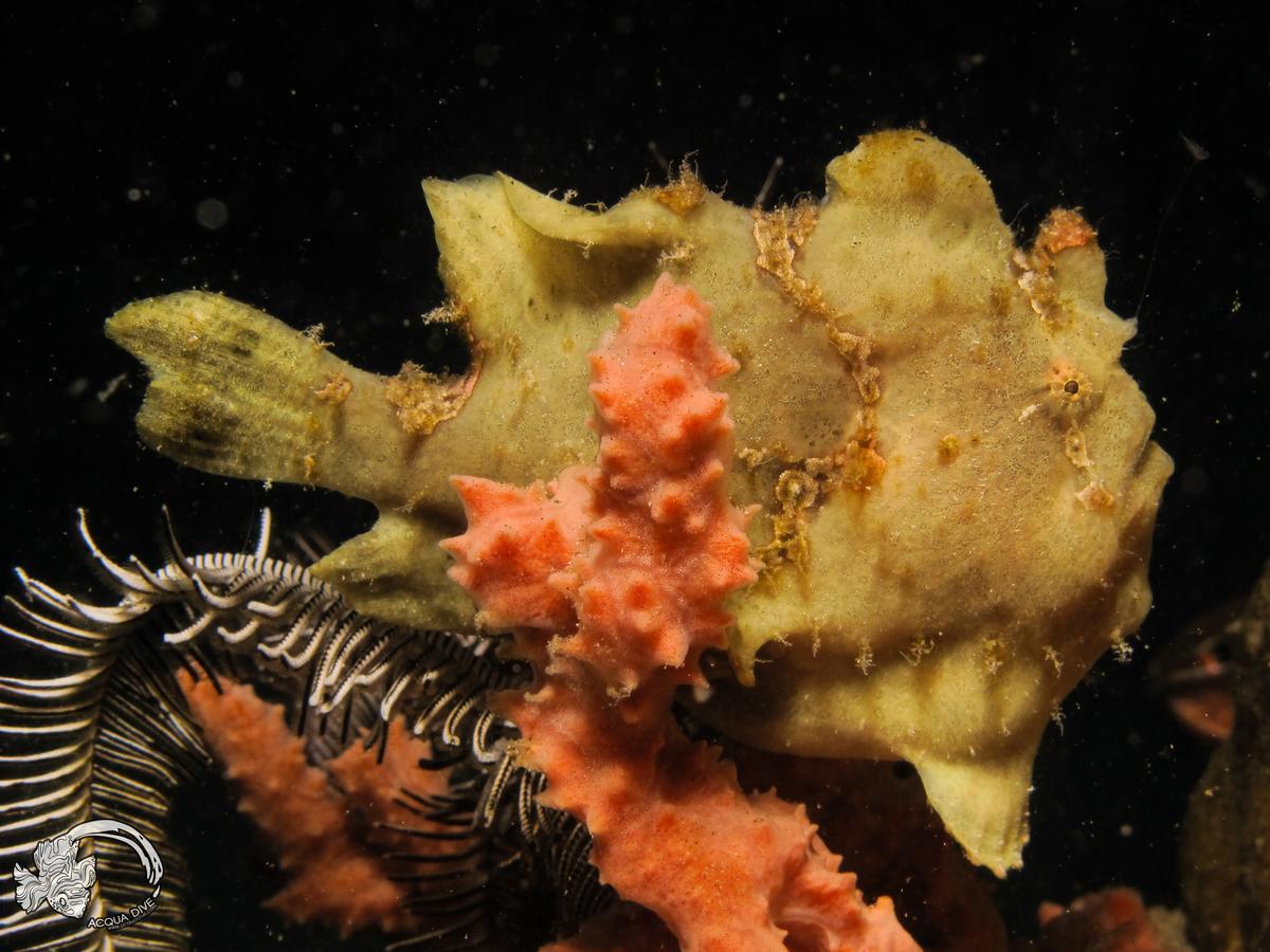 לינה וארוחת בוקר Zamboanguita  Acqua Dive מראה חיצוני תמונה