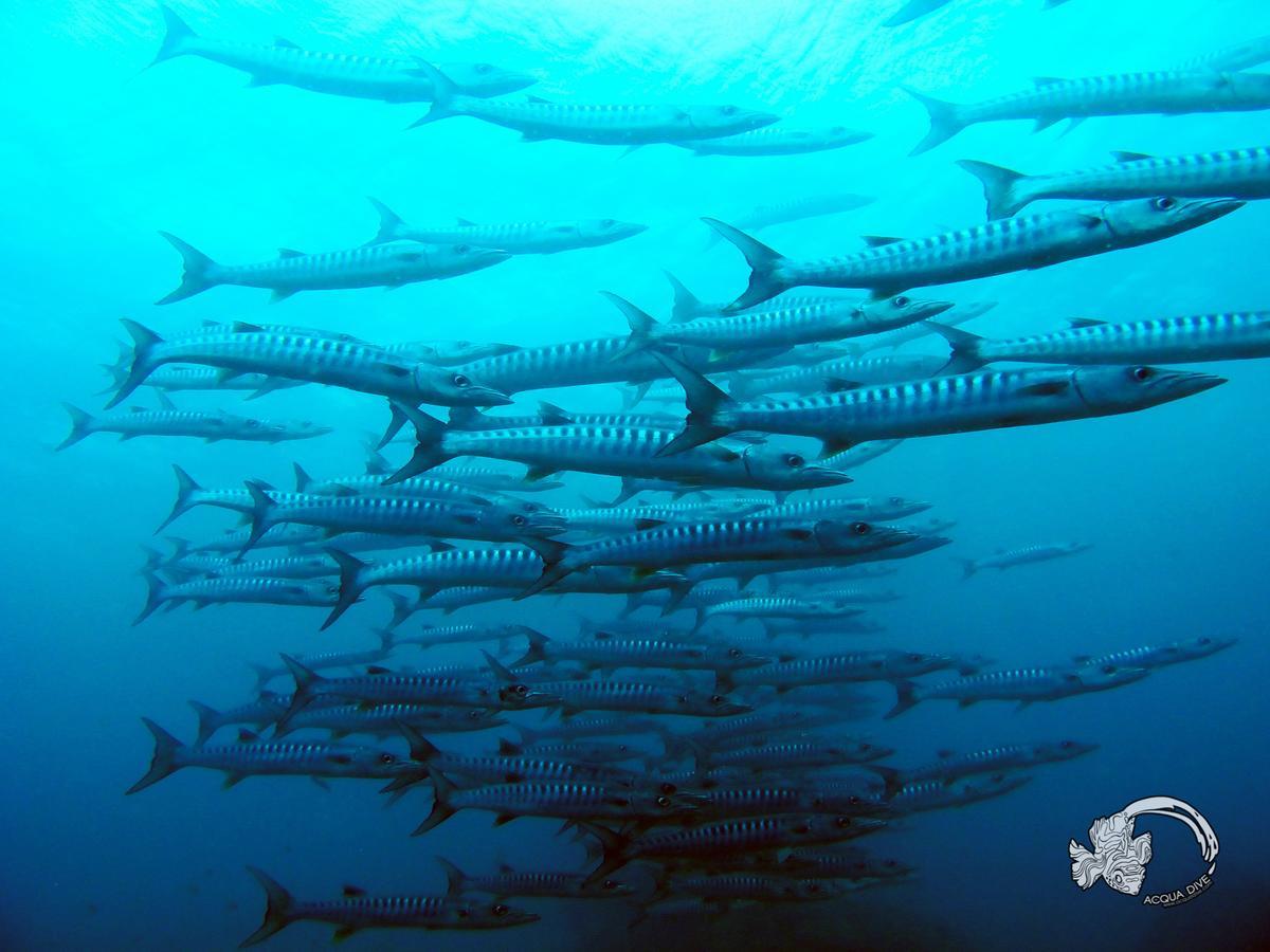 לינה וארוחת בוקר Zamboanguita  Acqua Dive מראה חיצוני תמונה